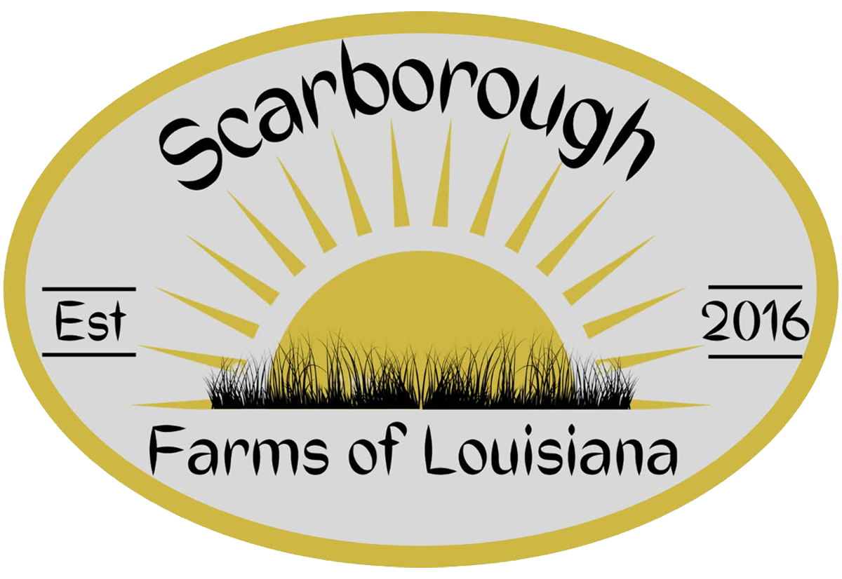 Savannah+Scarborough+-+20221022_155252_0000 Logo of a farm featuring a silhouette of a cow grazing on grass, with the text "Your Farm Logo" and the tagline "Where Quality is the Focus." Ideal for branding in the agriculture sector.